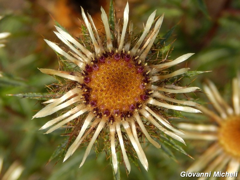 Carlina vulgaris